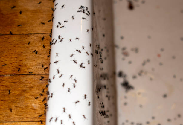 Best Termite Control Services  in Moa, UT